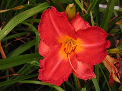 daylilies: ON THE DOUBLE