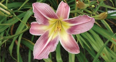 daylilies: OUTRAGEOUS LAVENDER (VT)