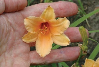 daylilies: POLLY LOVE (VT)