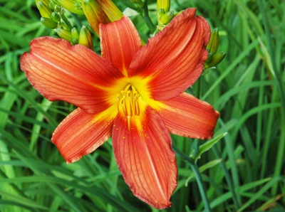 daylilies: RED SENTINEL 