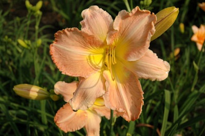 daylilies: RUFFLED PANTALOONS