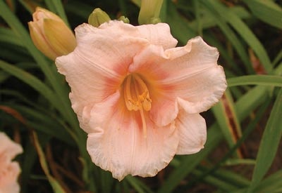 daylilies: SILOAM APRICOT type
