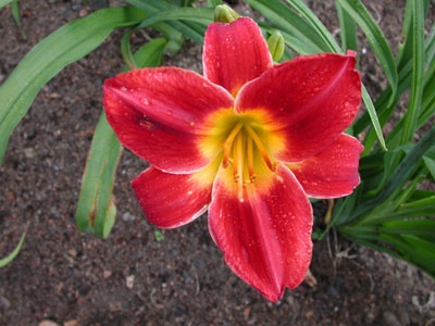 daylilies: SLIGO