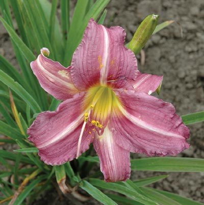 daylilies: SMALL LAVENDER (VT)