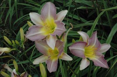 daylily blooms: VERTIGO (VT)