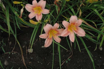 daylily blooms: WHILE AWAY (VT)