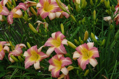 daylily blooms: ABALONE (VT)