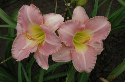 daylily blooms: UPTOWN GIRL