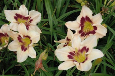 daylily blooms: THUNDER PATCH