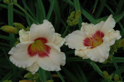 daylily blooms: WINK AND SMILE