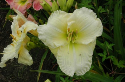 daylily blooms: BIG SNOW BIRD