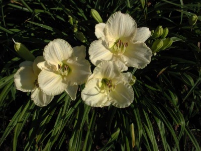 daylily blooms: WHITE LEMONADE