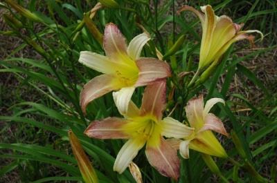 daylily blooms: SU-LIN