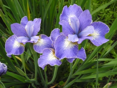 daylily blooms: Iris siberica HARPSWELL SNOWBURST
