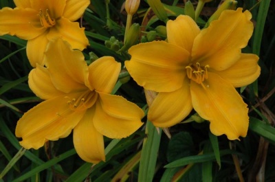 daylily blooms: OLALLIE AUGUST ROSE