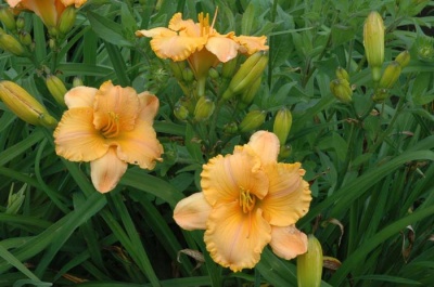 daylily blooms: PURE AND SIMPLE