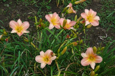 daylily blooms: ROSE ON PINK (VT)