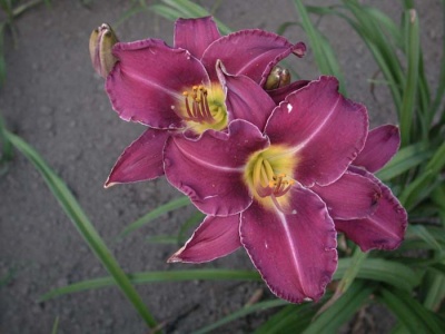 daylily blooms: ROYAL PALACE GUARD