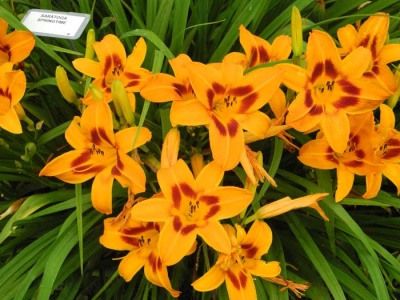 daylily blooms: bloom