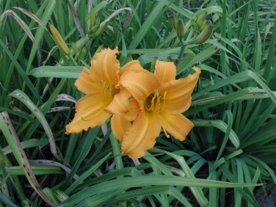 daylily blooms: SHOWLIGHT (VT)