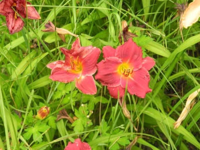daylily blooms: SILOAM RED RUBY