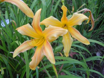 daylily blooms: SPINNERET