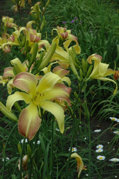 daylily blooms: SPRING FANTASY