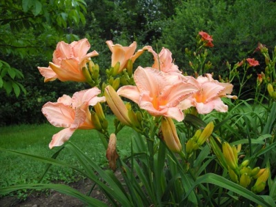 daylily blooms: TERI ELLIS
