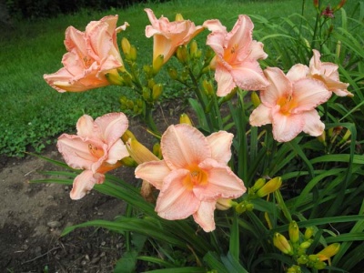 daylily blooms: TERI ELLIS