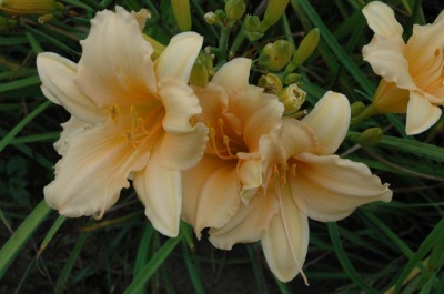 daylily blooms: THE LAST MELON (VT)