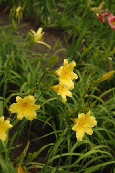 daylily blooms: TOY TRUMPETS