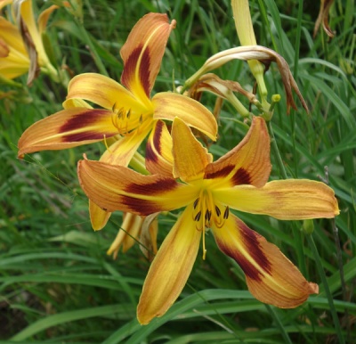 EASTERN SUNBURST (VT)