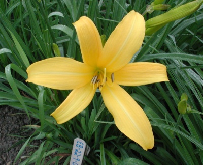 OLALLIE BABALOO (EB 22-9-01) (VT)