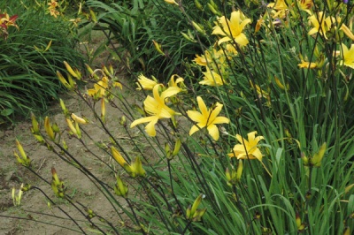 OLALLIE BABALOO (EB 22-9-01) (VT)