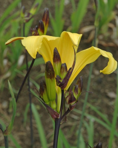 OLALLIE BABALOO (EB 22-9-01) (VT)