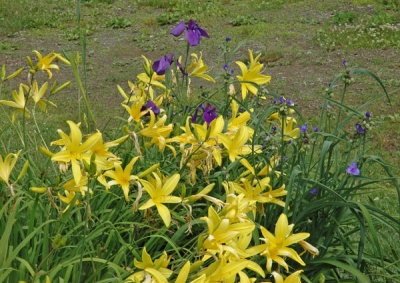 OLALLIE DON & EVIE MCLEAN INSCAPE  (EB 38-9-01)