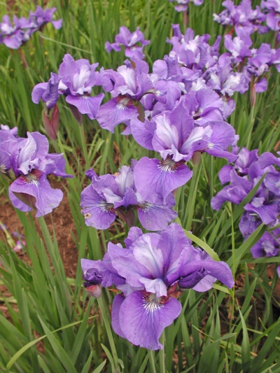 Iris siberica EGO