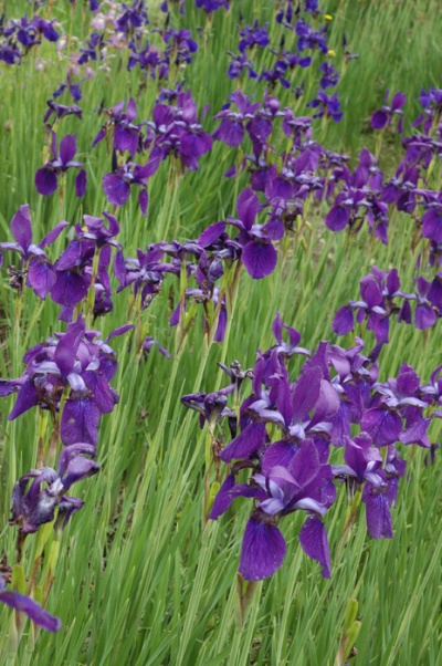 Iris siberica FROSTY RIM