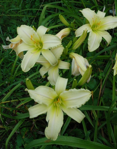 GIANT NEAR WHITE