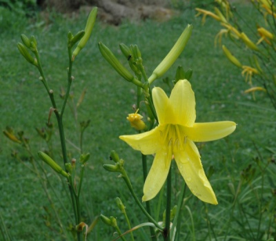 H. hakunensis  X H. citrina