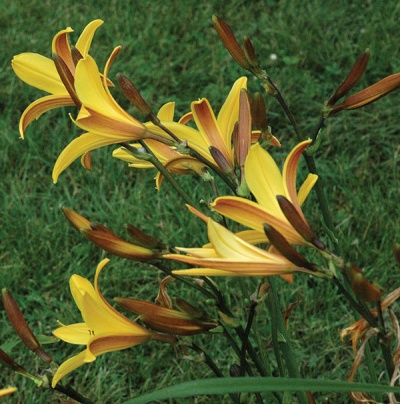 H. dumortieri