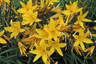H. dumortieri