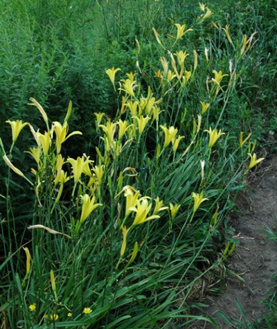 H. hakunensis  X H. citrina