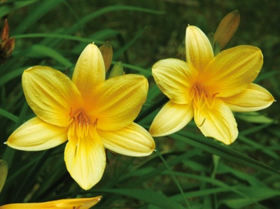 H. middendorfii