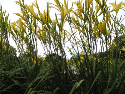 Hemerocallis citrina