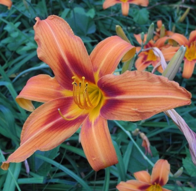 H. FULVA (mystery)