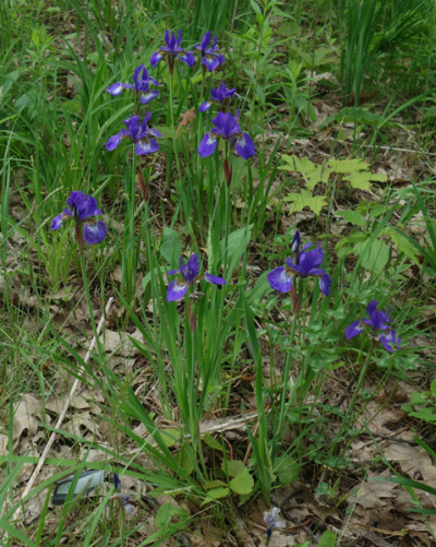 Siberian Iris mix