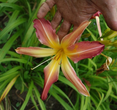 OLALLIE KAREN'S KINDLY LIGHT (UP-11-6-19)