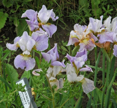 Iris siberica LAVENDER BOUNTY