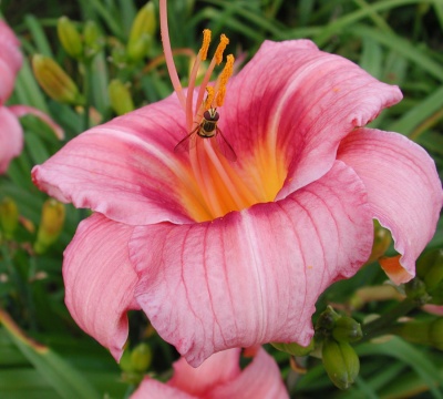 LILTING LADY